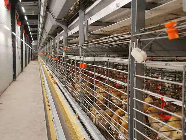 H Type Pullet battery Cages