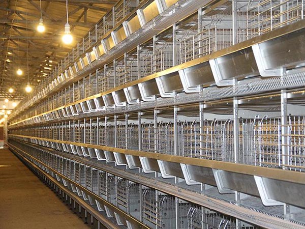 15,000PCS layer chicken cage project in Ndola Zambia