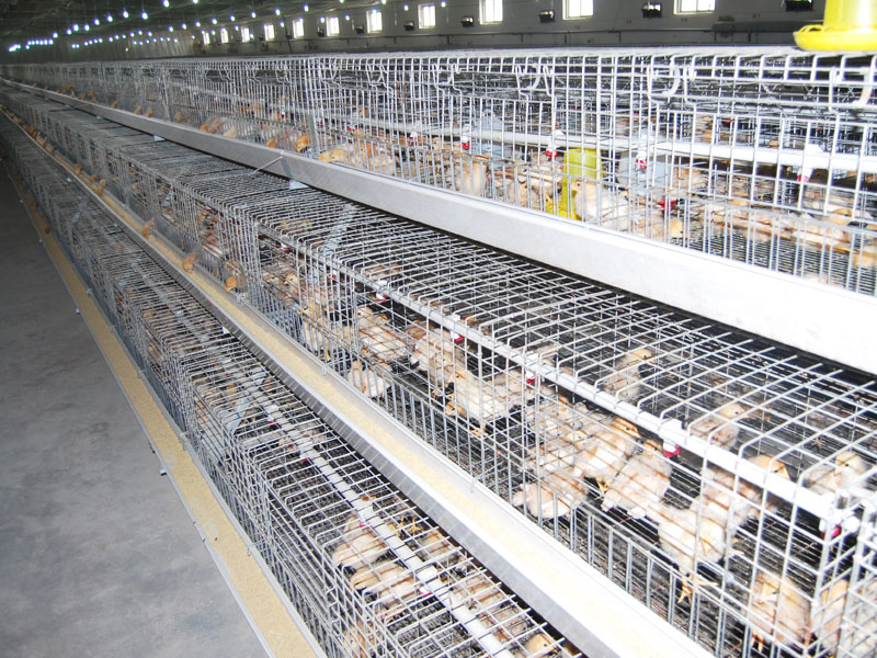 A type pullet battery cages