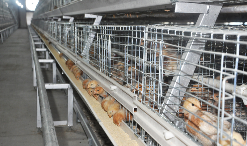 Pullet battery cage