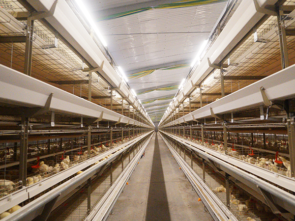 H Type Broiler battery Cages
