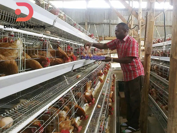 The poultry farm size in Africa