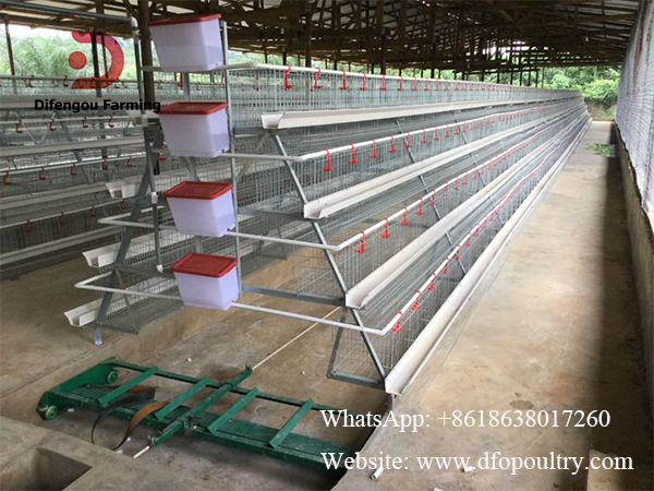 7,000 Layers farm with A type layer battery cage in Lilongwe Malawi