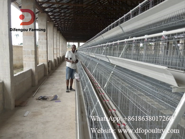 10,000 layers farm in Kampala Uganda, Client start with the day old chick