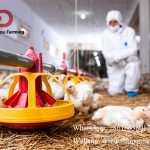 Poultry house disinfection