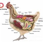 Chicken digestion system